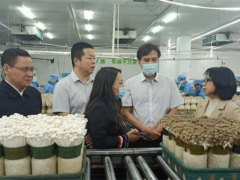 广东“菜篮子”基地中的蘑菇工厂被点赞 ()