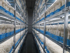 小菌菇“长”成大产业 苏州昆山市食用菌产值超亿元