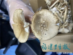 厦门男子吃完蘑菇半小时中毒进ICU！快告诉家人千万别乱吃 ()