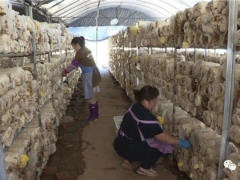 云南宁洱：“金顶侧耳”新品食用菌试种成功 新产业为当地群众带来致富新希望 ()