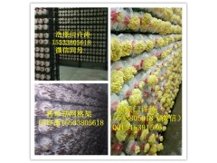 浩璟食用菌网格架同等质量价格优惠图2