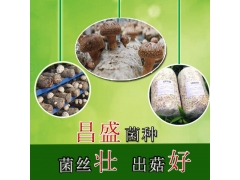 灵宝昌盛香菇菌种批发 819香菇菌种图1