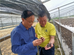 中国菌物学会理事长郭良栋赴贵州铜仁调研梵天菌业黑木耳生产 ()