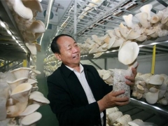 把“小蘑菇”做成乡村振兴大产业——记河南世纪香食用菌开发有限公司党支部书记、董事长李彦增 ()