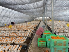 云南：多家省市媒体专访永胜“一县一业”食用菌产业 ()