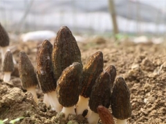毕节纳雍：羊肚菌产业为乡村振兴增动能 ()