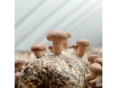 灵宝昌盛供应优质香菇菌棒厂家批发图1