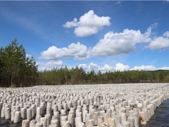 阿木尔林业局：延长食用菌产业链 推动林区经济高质量发展
