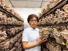 上海农科院谭琦团队“香菇种质创新和系列新品种培育”相关科技成果  荣获2020年上海市科技进步一等奖 ()