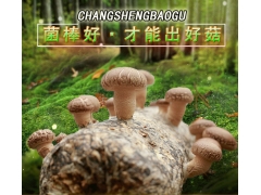 灵宝香菇菌棒厂 昌盛优质香菇菌棒厂家直销图1