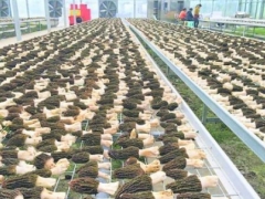 贵阳：建设专业批发市场 促食用菌批量交易 ()