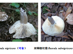 我国野生蘑菇中毒十问十答 ()