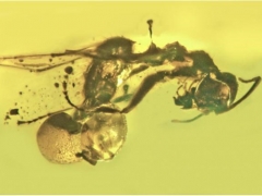 科学家在蚂蚁化石上发现新蘑菇菌种 ()