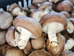 线上联动助力安龙干香菇做好产销接力赛 ()