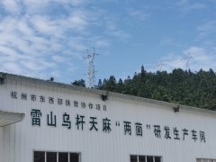 握紧“两菌”生产端 林下山珍破土出 雷山大力发展林下天麻产业 ()
