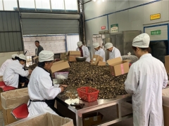 四川：巴中羊肚菌首次实现自营出口 ()