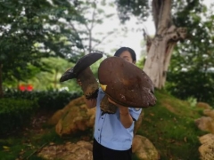 云南又现“菌王”市民发现2.8公斤“巨型”野生牛肝菌 ()