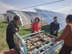 内蒙和林县：科特派在行动  特色食用菌助力乡村振兴 ()