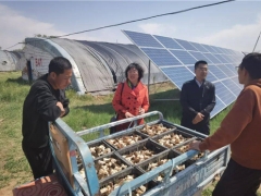 内蒙和林县：科特派在行动  特色食用菌助力乡村振兴