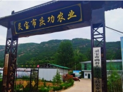 三门峡灵宝市函谷关镇：聚力打造香菇产业 一村一品促进乡村振兴 ()