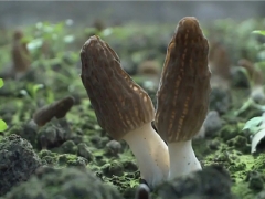 是致富伞还是陷阱？理性看待羊肚菌栽培热 ()