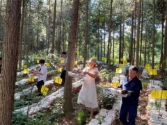 江西广昌小蘑菇 樟树林里放光彩 ()