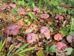 贵州册亨秧坝：1200亩灵芝上市，立体种植提升林地效能 ()