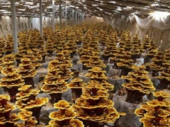 年产值达5亿元！冠县有灵芝种植面积突破万亩 ()