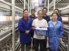 上海联中食用菌合作社：让蘑菇种植技术走向长三角 ()