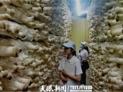 毕节职业技术学院师志愿团队到威宁开展食用菌技术培训 ()