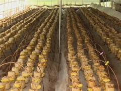 茅坪场镇：食用菌新品种“桑黄”试种成功 开辟产业增收新门路 ()