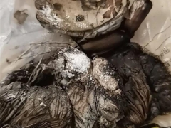 绍兴一阿姨误食野生蘑菇，腹泻10余次，被下病危通知书 ()
