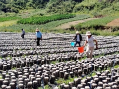 礼县湫山镇：小木耳托起乡村振兴大产业 ()