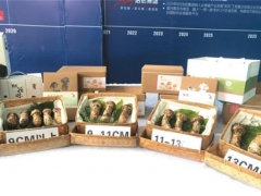 松茸出滇 国际国内市场互促共进 ()