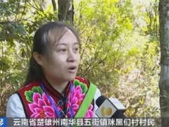 松茸一公斤600元！云南楚雄野生菌交易火爆，产量增价格升 ()