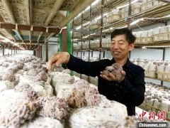 江苏沛县：大沙河畔小蘑菇撑起乡村全面振兴大产业