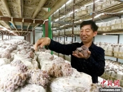 江苏沛县：大沙河畔小蘑菇撑起乡村全面振兴大产业 ()