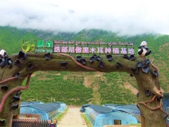 甘南迭部：“小木耳”造就“大产业” ()