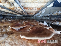 静宁：菌菇“铺出”致富路 ()