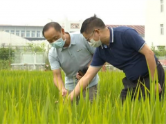 增收不走弯路 湖北水稻-大球盖菇轮作栽培技术规程地方标准出台 ()