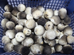 重庆巴南：高温食用菌草菇亩产达1000公斤