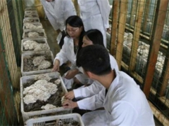 院士看上山东邹城，“小蘑菇”成为乡村振兴大产业 ()