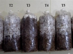 湖北省农科院食用菌团队以桑枝和葛渣为基质栽培获得高产高活性猴头菇