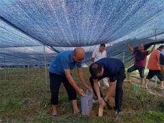 福建省厅食用菌专家组到清流开展竹荪产业生产调研工作
