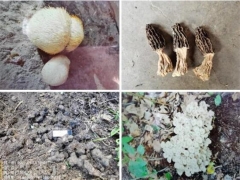 山西古县：全面开展野生食用菌种质资源普查
