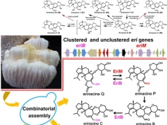 中科院微生物研究所刘宏伟团队阐明抗老年痴呆猴头菇二萜生物合成网络，构建“非天然”活性二萜工程菌