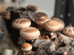 上海市农业科学院食用菌研究所揭示香菇从栽培到采后加工风味形成机理 ()