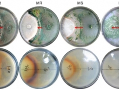 香菇抗深绿木霉分子机制研究取得重要进展 ()