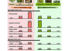 昆明植物所植物与其他生物互作团队揭示菌异养植物天麻和寄生植物基因丢失的趋同进化 ()