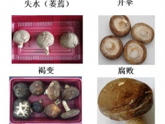 湖北省农科院食用菌团队采用物理保鲜技术提高香菇物流贮运品质 ()